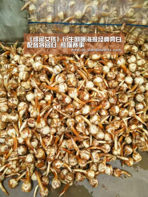 熊猫赛事